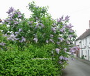 یاس خوشه ای